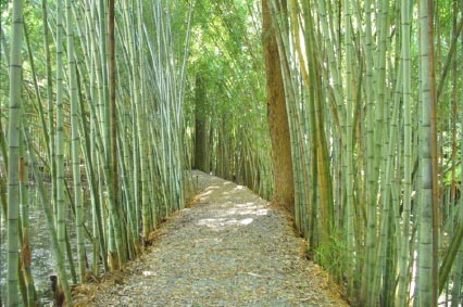 Autauga County’s Bamboo Forest at Wilderness Park